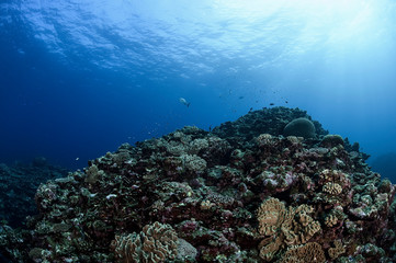 Fototapeta na wymiar Healthy and Colorful Coral Reefs of Ishigaki, Okinawa (Japan)