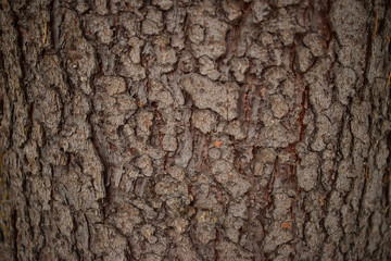 spruce bark