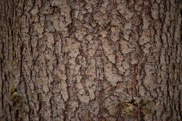spruce bark