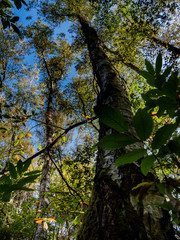 Fototapeta premium Promenade en forêt