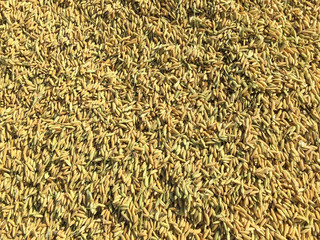 paddy rice isolated