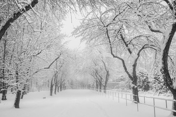 Snow-covered apple alley in urban park. Black and white photo.