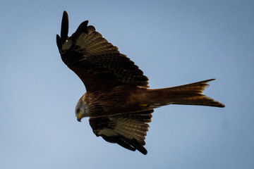 kite 1