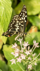 Obraz na płótnie Canvas Smartphone HD wallpaper of tropical butterfly