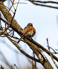 Bluebird on Limb