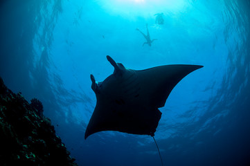 Large Manta Ray Gliding and Swimming over Cleaning Station of Ishigaki, Okinawa Japan