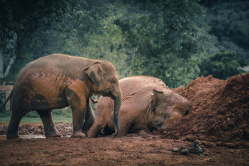 Fototapeta premium Asian elephant. Nature elephant in the forest of Thailand