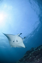 Large Manta Ray Gliding and Swimming over Cleaning Station of Ishigaki, Okinawa Japan