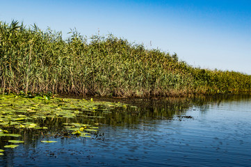 Delta Danube - August colors 