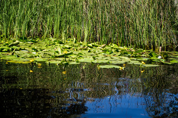 Delta Danube - August colors 