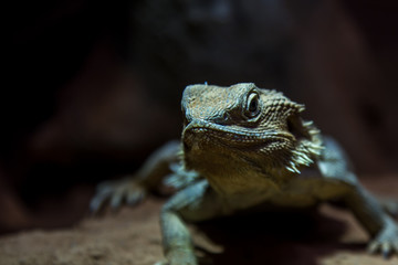 Auge in Auge mit einem Leguan