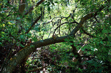 Obraz premium Letea forest - nature 