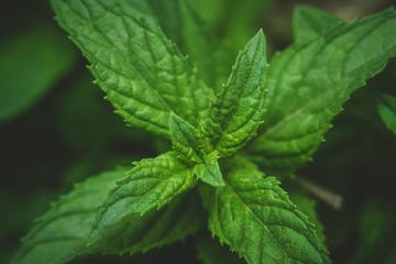 mint in the wild © Алексей Филатов