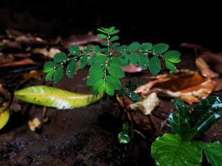 natura