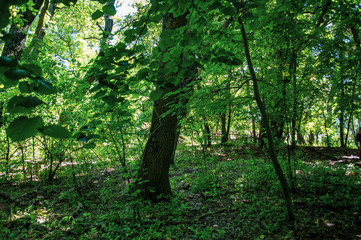 Letea forest 
