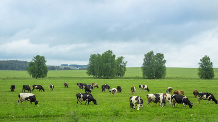 herd of cows in the meadow