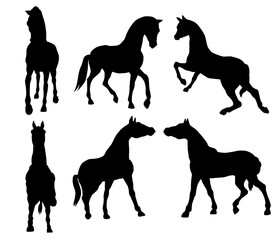 cheval, animal, silhouette, illustration, noir, ombre chinoise, logo;  vecteur, mammifère, blanc, sauvage, poney, étalon, 