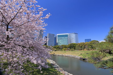 桜咲く浜離宮