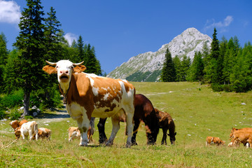 Fototapeta na wymiar Cows on Zelenica mountain in Slovenia