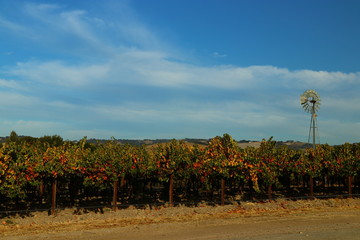 Vineyard and fall leaved in Paso Robles California 
