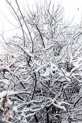 White snow on the branches of a tree in winter