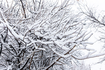 White snow on the branches of a tree in winter