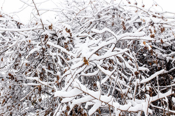 White snow on the branches of a tree in winter