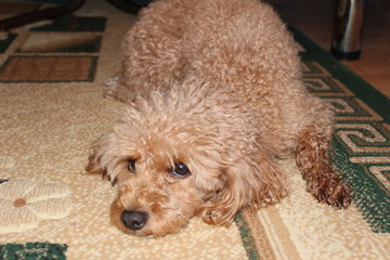 dwarf poodle, house pet, French poodle, dog