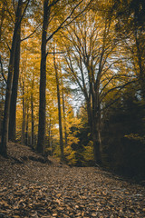 Seasonal Forest in the Autumn with big trees in the fall and yellow leaf with a path in the middle in the bavarian forest
