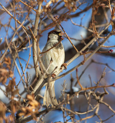 Sparrow on a tree branch against a blue sky