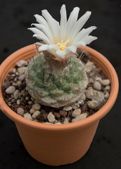 Cactus fiorito, Strombocactus disciformis
