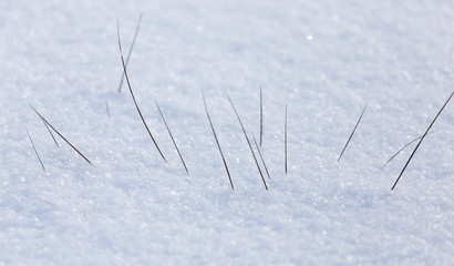 Dry grass in snow in winter as background