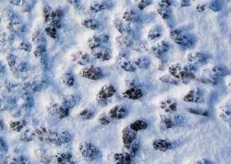 Animal footprints in the snow as a background