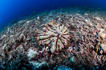 Fototapeta na wymiar Bleached and Dead Coral Reefs of Ishigaki, Okinawa Japan due to Rising Sea Temperatures