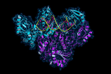 HIV reverse transcriptase, cartoon model with semi-transparent surface