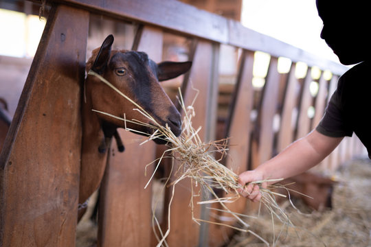 Braccio di bambino che porge il fieno alla capretta nel recinto