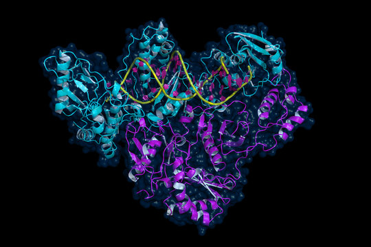 HIV Reverse Transcriptase, Cartoon Model With Semi-transparent Surface