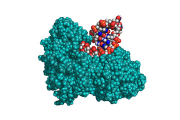 Telomerase bound to DNA, space-filling model