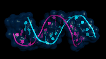 micro RNA (let7; pink) bound to mRNA (lin-41; cyan). miRNAs are small non-coding RNA molecules important for gene regulation and implicated in cancer, obesity and heart disease.