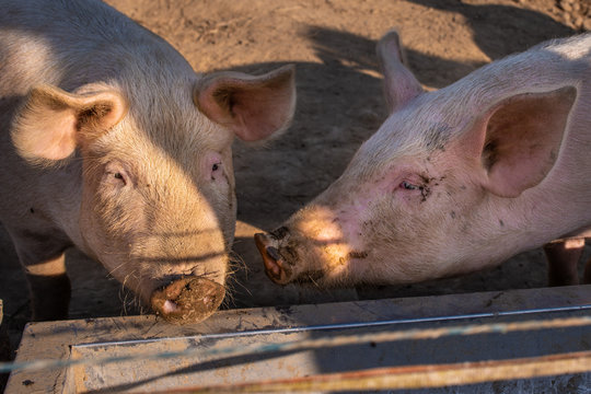 Musi di due maiali nel trogolo nella porcilaia