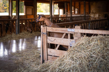 Fototapeta na wymiar Capretta che sporge dal recinto in legno nella stalla per mangiare