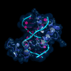 Zinc finger is a small protein structural motif important for binding DNA, RNA, proteins and lipids. Cartoon model of three DNA-bound zinc finger motifs, semi-transparent surface.