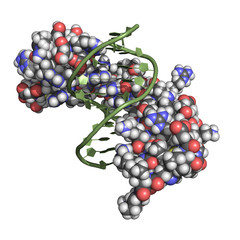 Zinc finger is a small protein structural motif important for binding DNA, RNA, proteins and lipids. Space-filling model, DNA in green.