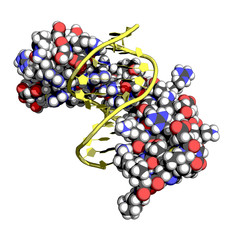 Zinc finger is a small protein structural motif important for binding DNA, RNA, proteins and lipids. Space-filling model, dna in yellow.