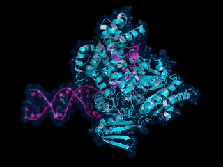 DNA helicases are enzymes that separate two annealing DNA strands, an important step in replication, transcription, repair or recombination. Cartoon model with semi-transparent surface.