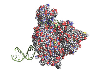 DNA helicases are enzymes that separate two annealing DNA strands, an important step in replication, transcription, repair or recombination. Space-filling model, DNA in green.