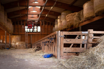 Fototapeta na wymiar Caprette che sporgono dal recinto in legno nella stalla per mangiare