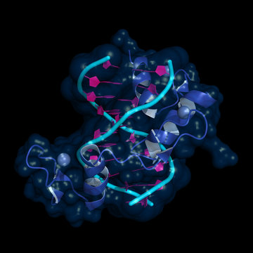 Zinc finger is a small protein structural motif important for binding DNA, RNA, proteins and lipids. Cartoon model of three DNA-bound zinc finger motifs, semi-transparent surface.