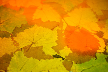 autumn background with red and yellow leaves