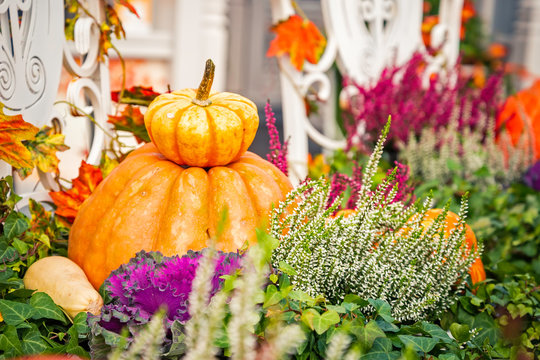 Autumn  composition with pumpkinspkin in various shapes, flowers and plants  on Manege square in Moscow, Russia. Harvest holiday, farm market.  Autumn farm decorations, Background for halloween.  